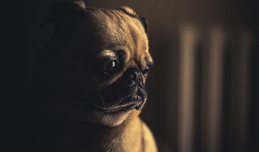 【犬の気持ち】犬は悲しいとき涙を流すの？